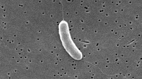 Bacteria 'comecarne' causa varias víctimas mortales en EE.UU.