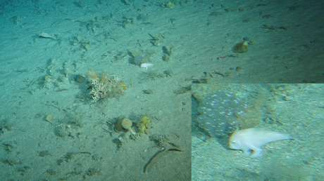 FOTO: Rarísimo pez que 'camina' es visto después de 25 años