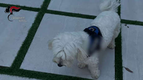 Un perro delata la ubicación de un jefe de la mafia italiana prófugo