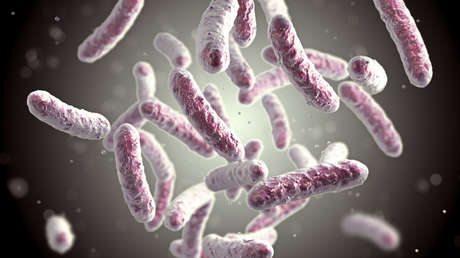 Polonia investiga el brote de una enfermedad mortal cerca de la frontera con Ucrania