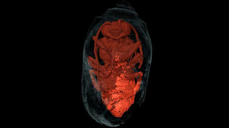 Encuentran en Portugal cientos de abejas momificadas hace 3.000 años