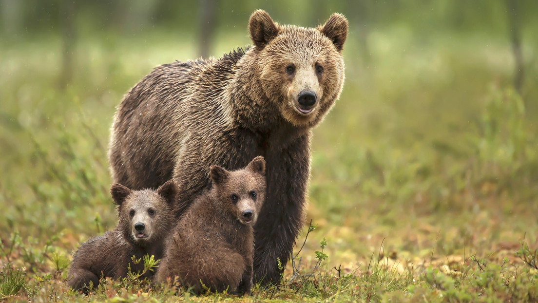 Matan en Italia a una osa parda en peligro de extinción y símbolo de un parque nacional