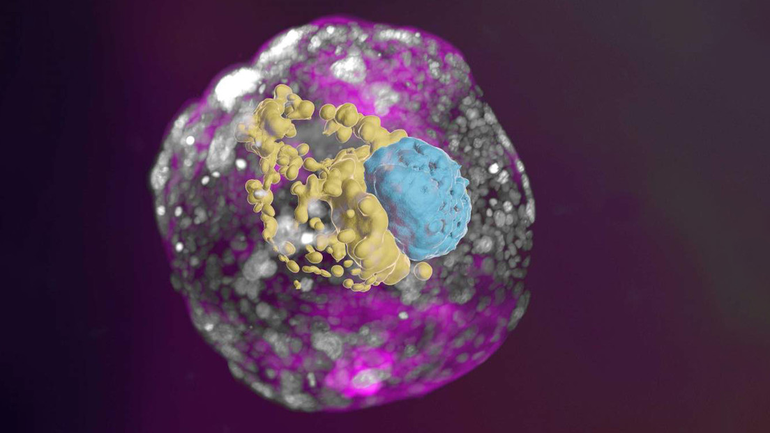 Crean modelos completos de embriones humanos sin usar espermatozoides, óvulos ni úteros