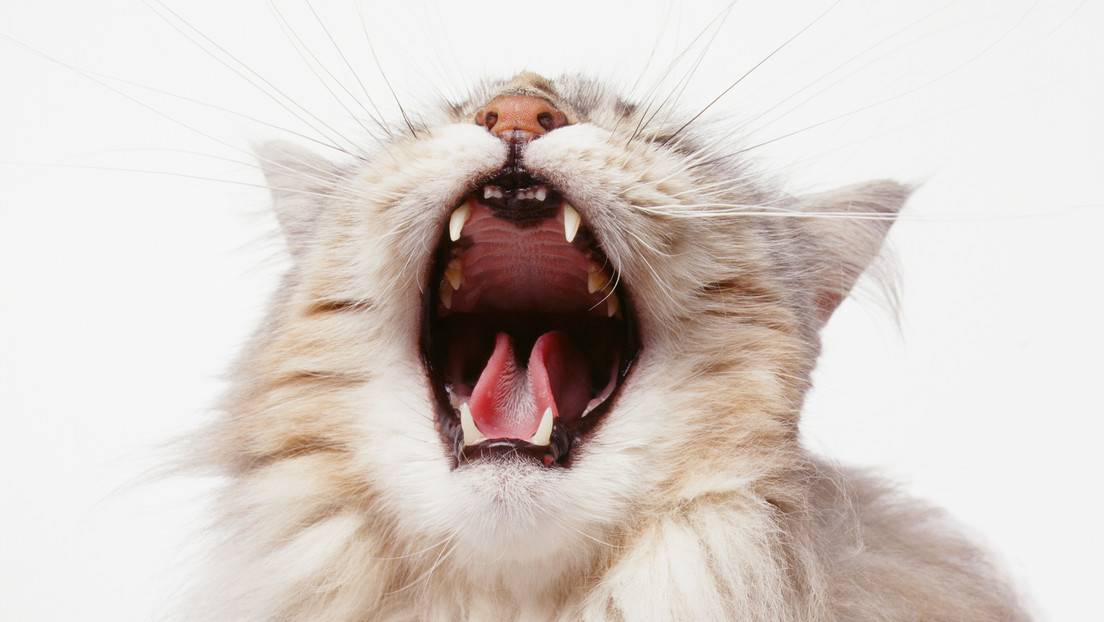 Por qué quieren disparar a los gatos asilvestrados e imponer toques de queda a los domésticos en Australia