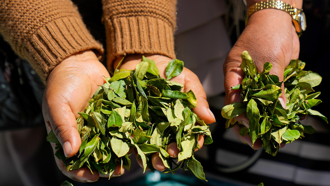 El plan de Bolivia para sacar la hoja de coca de la lista de estupefacientes de la ONU