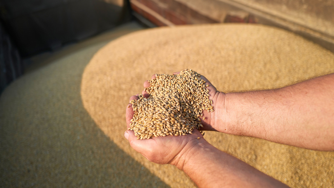 Primer ministro húngaro: "Nos estafaron con el grano ucraniano"