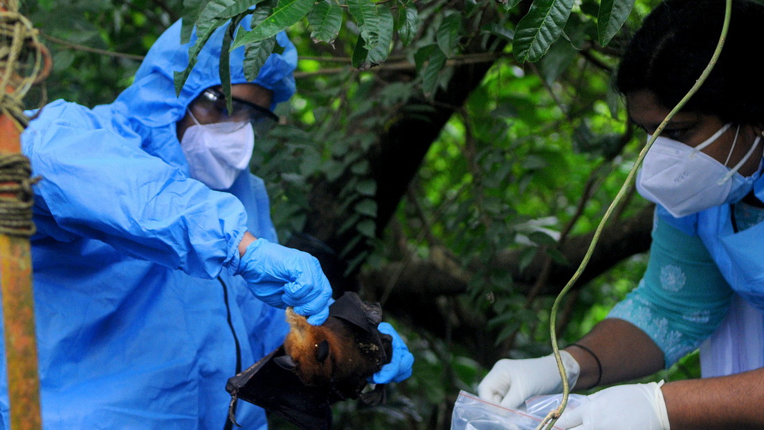 Un virus letal aparece en la India: ¿qué síntomas provoca?, ¿hay una cura?