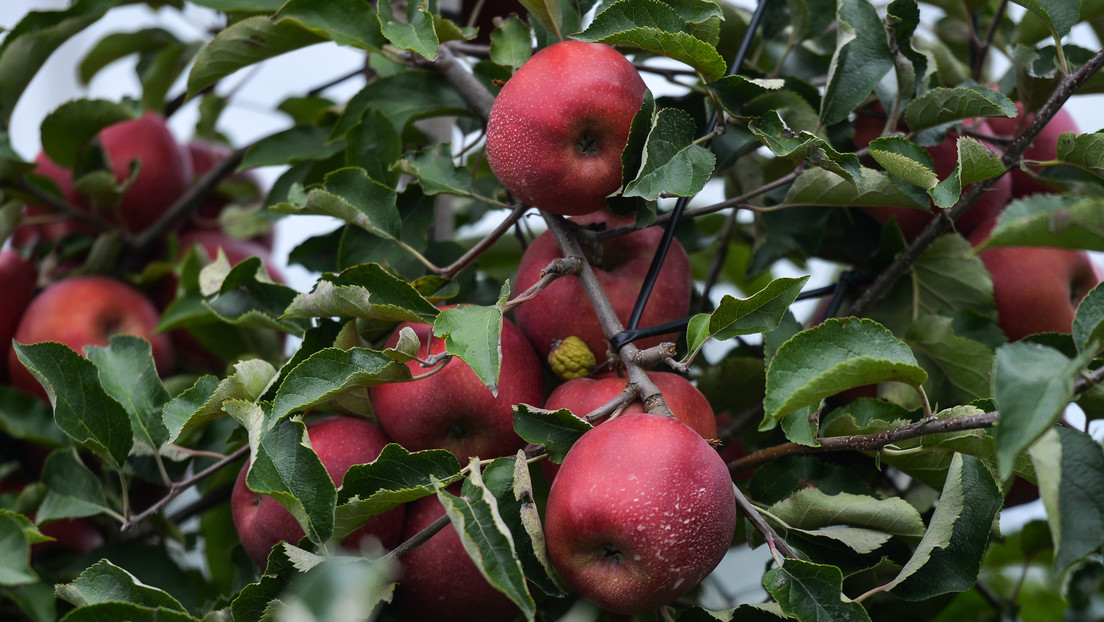 Ucrania anuncia el embargo a varios productos agrícolas polacos y Varsovia tacha esta decisión de "increíble"