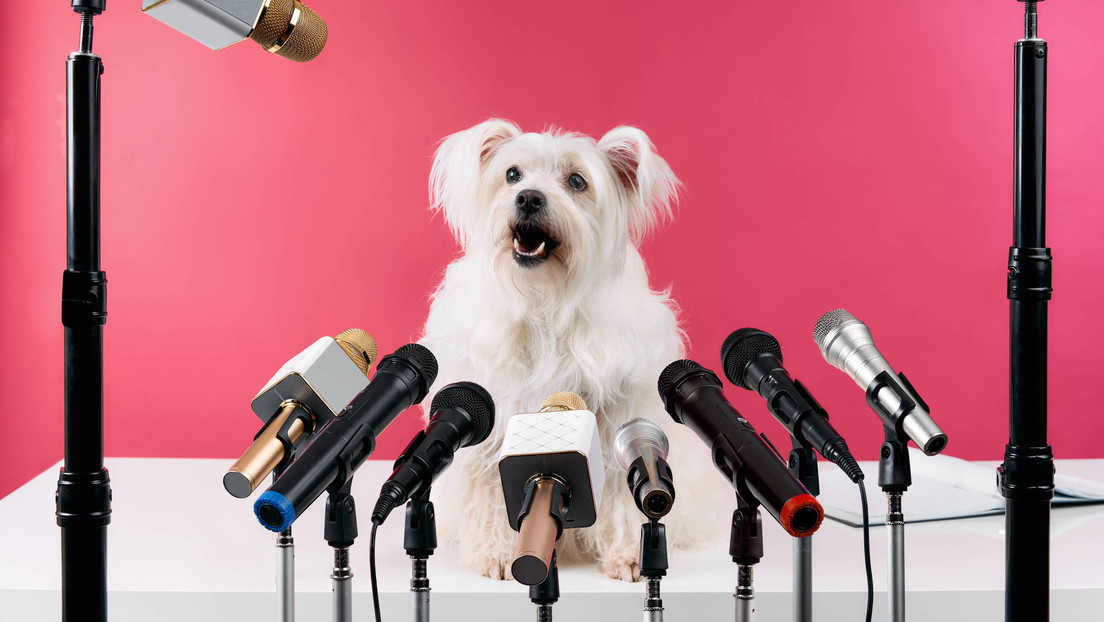 ¿Podría la IA ayudarnos a comunicarnos con los animales como en el 'Dr. Dolittle'?