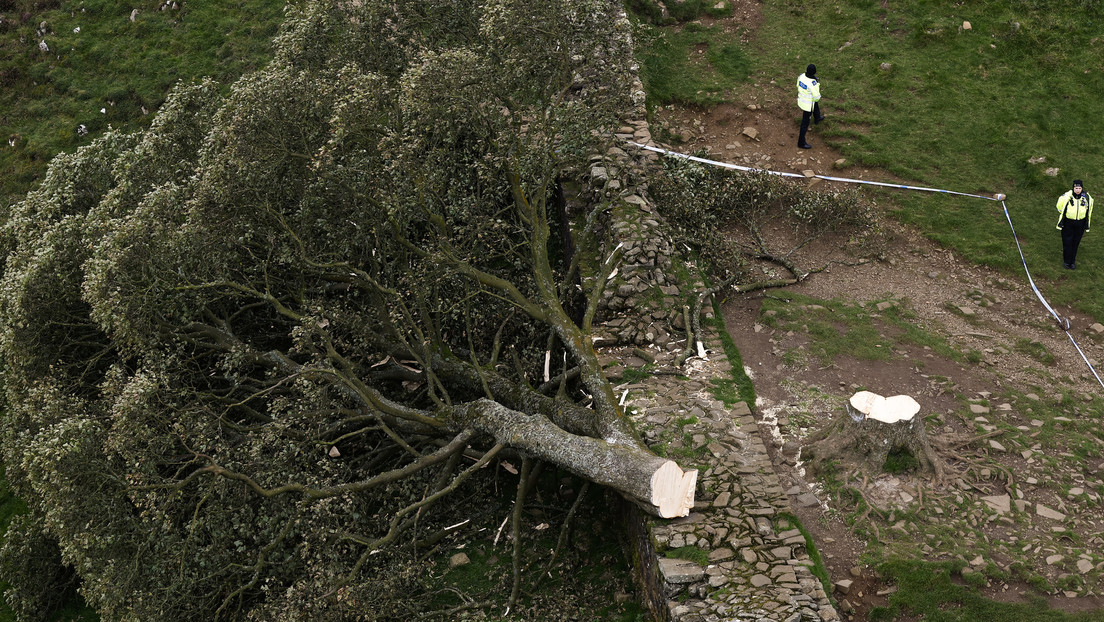 Talan "deliberadamente" el emblemático 'árbol de Robin Hood' de unos 300 años en Reino Unido
