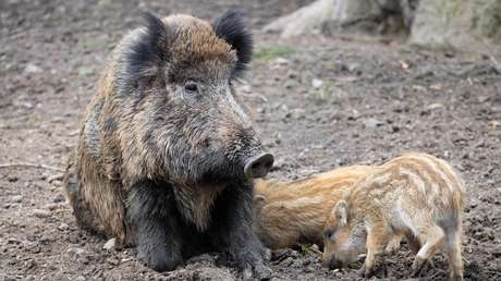 Científicos explican la 'paradoja de los jabalíes' radioactivos en Alemania