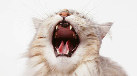 Por qué quieren disparar a los gatos asilvestrados e imponer toques de queda a los domésticos en Australia