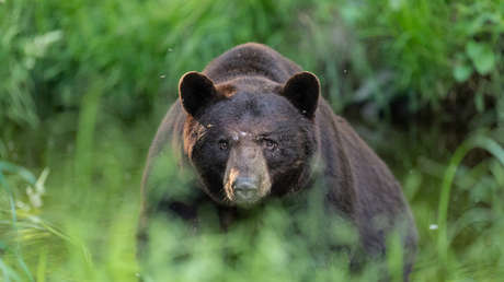 Sacrifican a un oso que sufría obstrucción intestinal tras comer desechos humanos