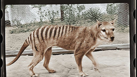 Decodifican por primera vez el ARN de una especie animal extinta