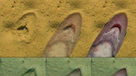 Descifran el posible origen de unas misteriosas marcas en el fondo del mar de Nueva Zelanda