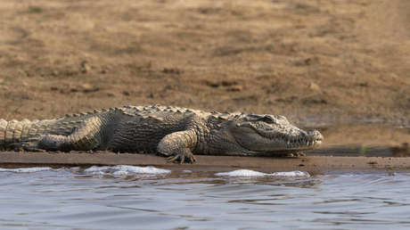 Cocodrilos sorprenden al salvar en su río a un perro callejero perseguido por una jauría salvaje