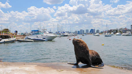 Entierran 180 cadáveres de lobos marinos para evitar más contagios de gripe aviar en Uruguay