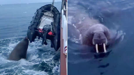 VIDEO: Una morsa perfora con sus colmillos un bote inflable en el Ártico ruso