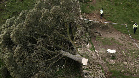Talan "deliberadamente" el emblemático 'árbol de Robin Hood' de unos 300 años en Reino Unido