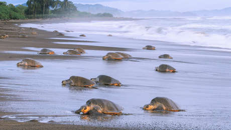Hallan restos de ADN en una tortuga fósil que vivió en Panamá hace 6 millones de años