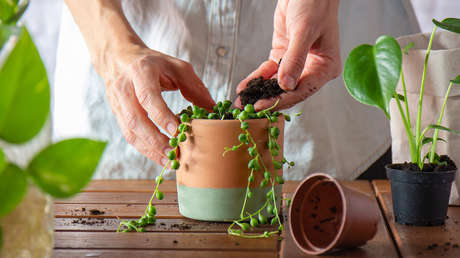 Confirman que una australiana es la primera persona que sobrevive a una bacteria mortal "comecarne"