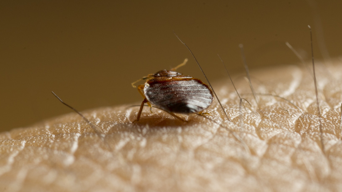 Francia dice que "no hay motivo de pánico" por la plaga de chinches