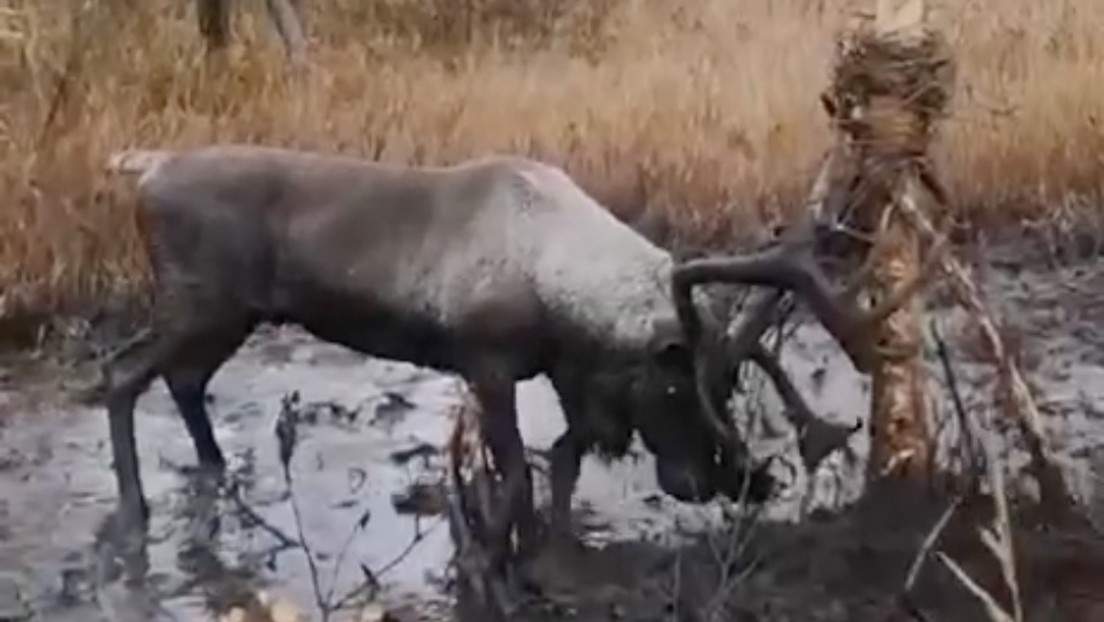 VIDEO: Rescatan a un ciervo en peligro de extinción de una trampa mortal en el Lejano Oriente ruso