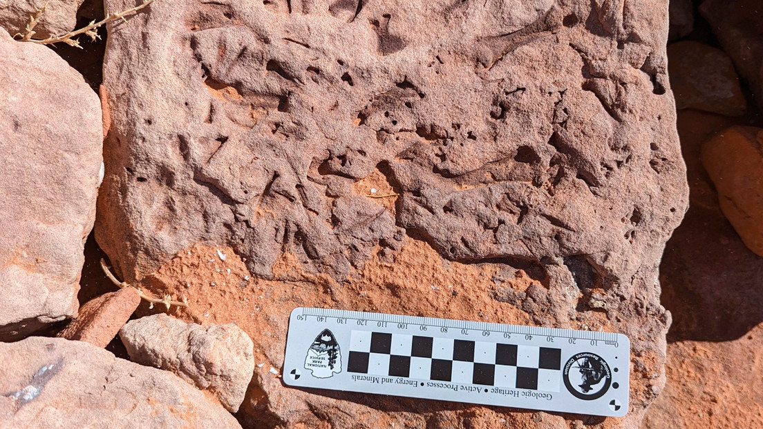 Hallan fósiles "extremadamente raros" de vertebrados en las orillas de un lago en EE.UU.