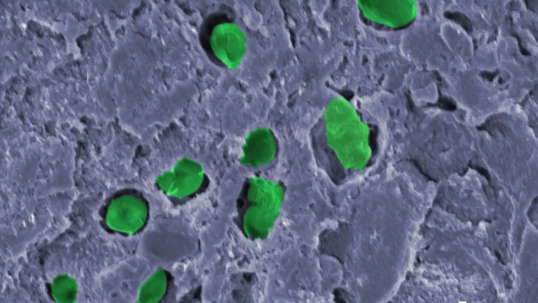 Una "pintura viva" podría producir el oxígeno para las futuras colonias espaciales en Marte