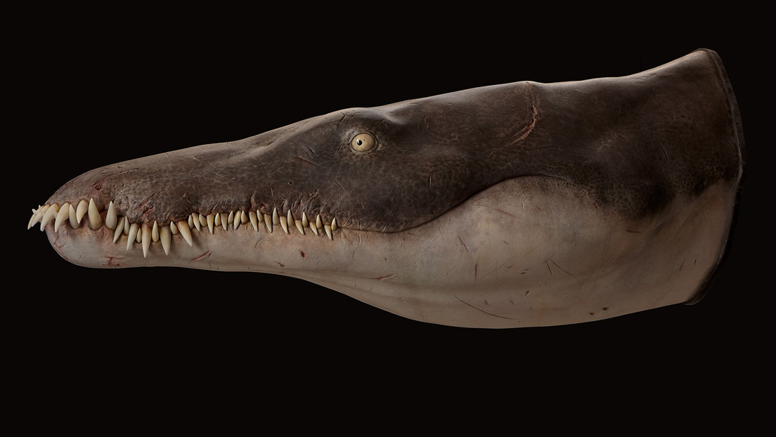 Descubren al superdepredador marino más antiguo conocido