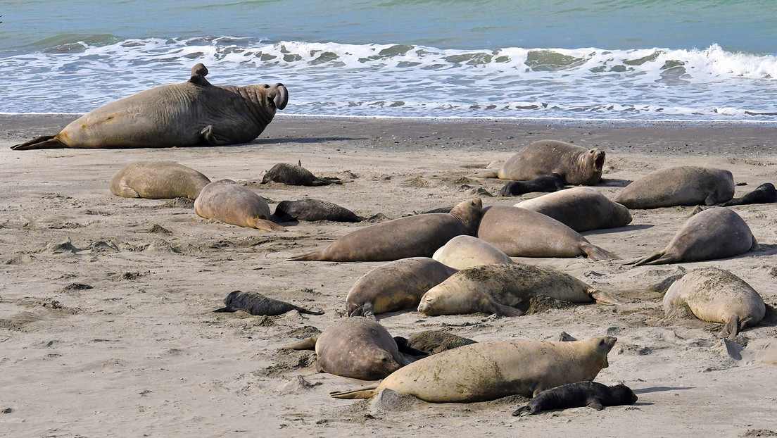 Advierten que la mortandad de las crías de elefantes marinos por gripe aviar puede ser total en Argentina