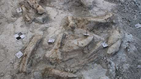 Hallan el mayor cementerio de elefantes de 14 millones de años de la península ibérica