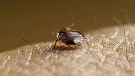 Francia dice que "no hay motivo de pánico" por la plaga de chinches