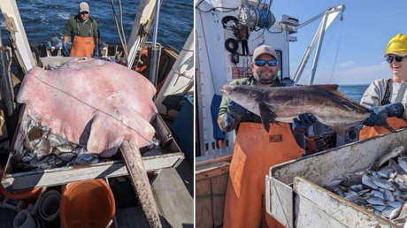 FOTO: Capturan una enorme mantarraya de casi dos metros de largo