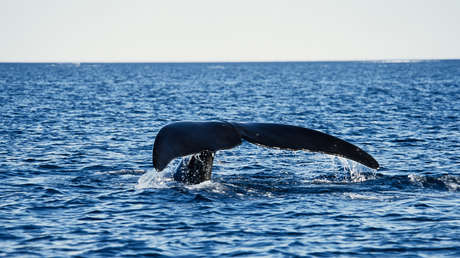 Un raro avistamiento de animales marinos en peligro de extinción deja llorando a los biólogos