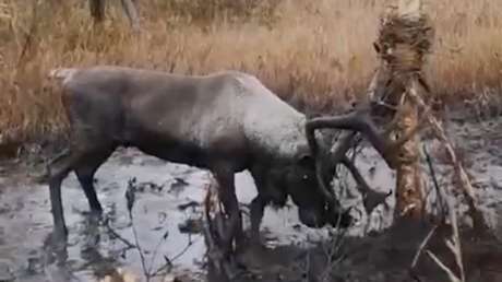 VIDEO: Rescatan a un ciervo en peligro de extinción de una trampa mortal en el Lejano Oriente ruso