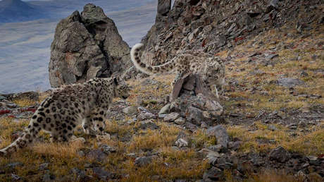 "Como todos los felinos": Cachorros de leopardo de las nieves cometen un 'delito' contra una cámara trampa (VIDEO)