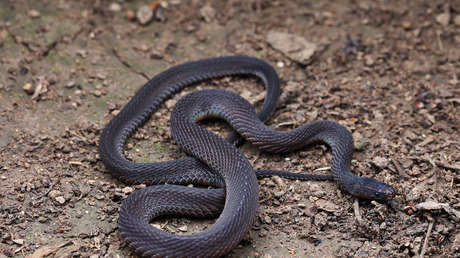 Descubren una nueva especie "críptica" de serpiente de escamas metálicas en China