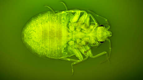 Las autoridades de Londres temen que las chinches lleguen al transporte de la ciudad