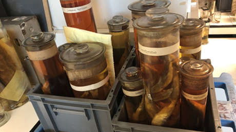 Descubren que un pez considerado oficialmente extinto está "vivito y coleando"