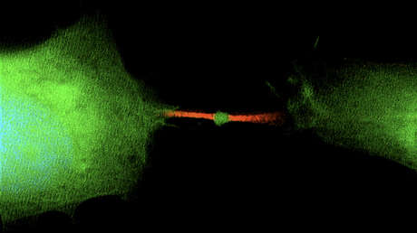 Descubren un nuevo modo de 'comunicación' que puede convertir las células en cancerosas