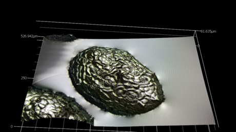 La flor más pequeña de la Tierra podría alimentar a misiones humanas en Marte