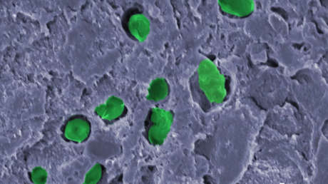 Una "pintura viva" podría producir el oxígeno para las futuras colonias espaciales en Marte