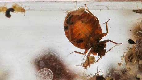 Francia encuentra una presunta 'huella rusa' en la plaga de chinches que invade París