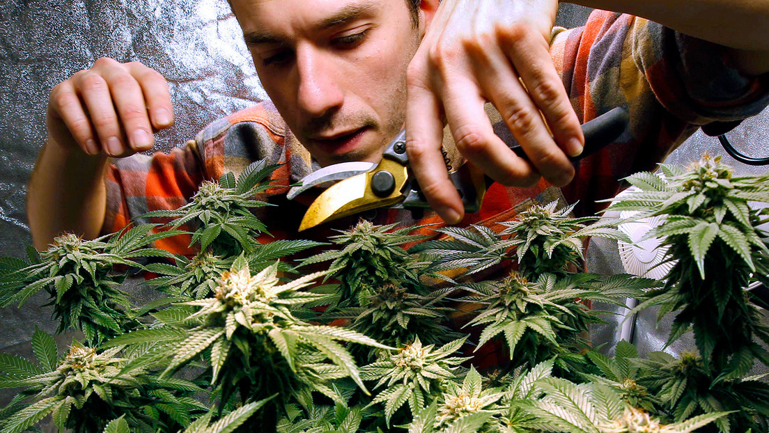 El consumo de marihuana puede aumentar el riesgo de sufrir problemas cardiacos y derrame cerebral