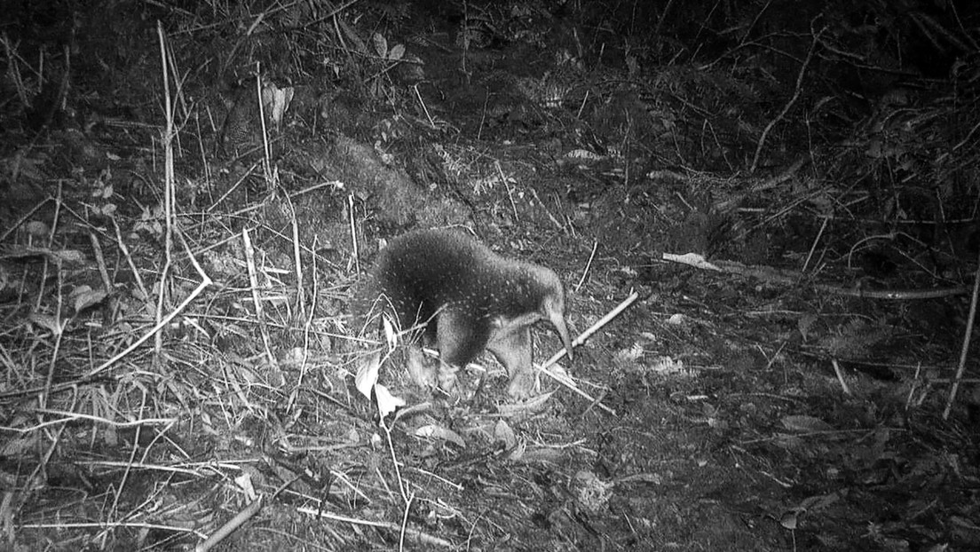VIDEO: Un animal que se creía extinto reaparece por primera vez en 62 años