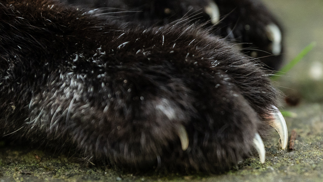 La gata de un experto en arte opina sobre pintura y destroza a arañazos un cuadro del siglo XVII