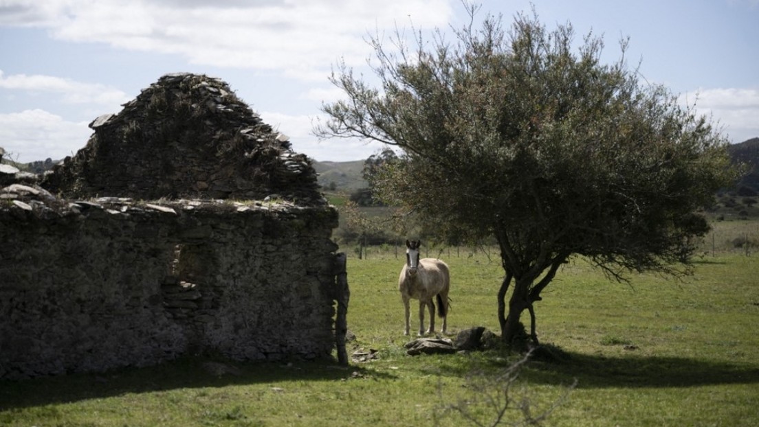 Uruguay recibe un crédito del Banco Mundial por cumplimiento de metas climáticas: por qué es histórico