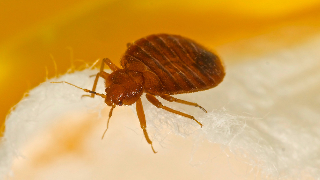 Muere un hombre en Francia tras usar un remedio contra los chinches prohibido