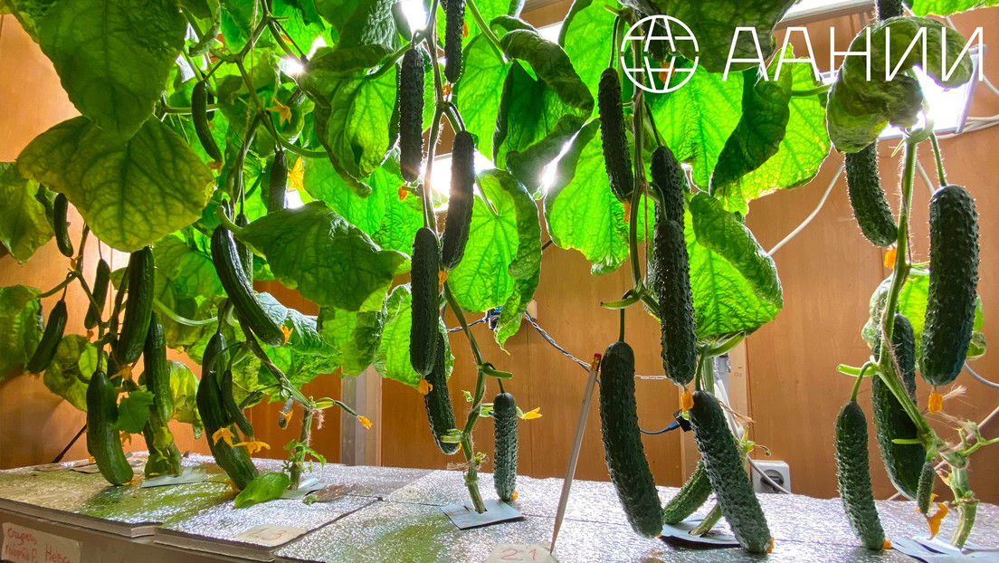 99 kilos de pepinos por metro cuadrado: la estación polar rusa fija un récord para la Antártida